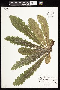 Cirsium pumilum image