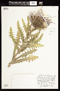 Cirsium pumilum image