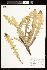 Cirsium pumilum image