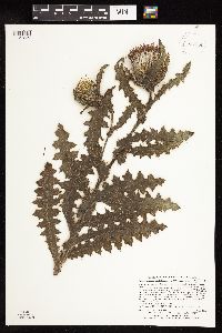 Cirsium pumilum image