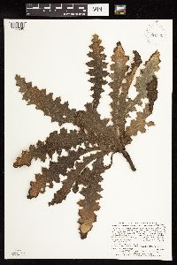 Cirsium pumilum image