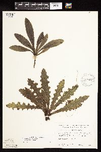 Cirsium pumilum image