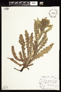 Cirsium pumilum image