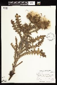 Cirsium pumilum image