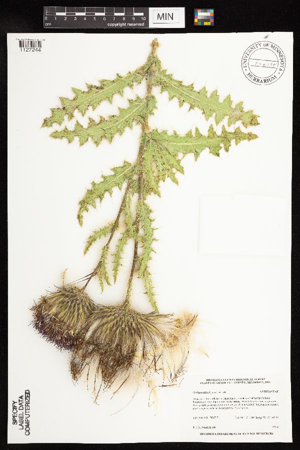Cirsium image