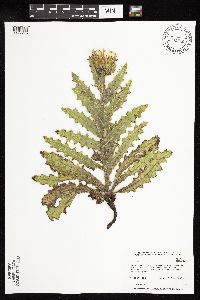 Cirsium pumilum image