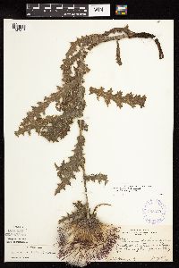 Cirsium pumilum image