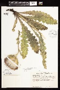 Cirsium pumilum image