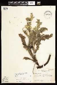 Cirsium pumilum image