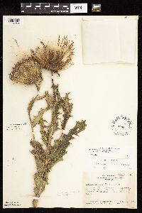 Cirsium pumilum image