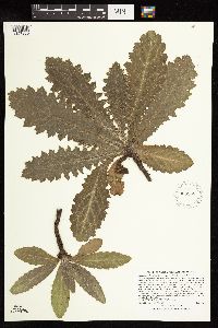 Cirsium pumilum image