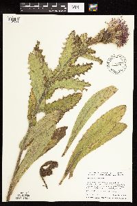 Cirsium pumilum image