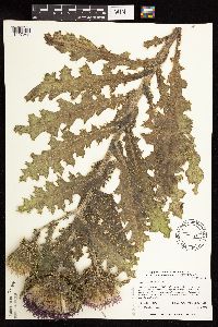 Cirsium pumilum image