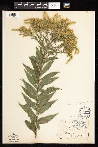 Solidago altissima subsp. altissima image