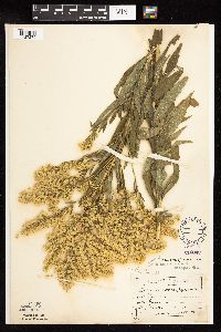 Solidago altissima subsp. altissima image