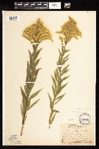 Solidago altissima subsp. altissima image