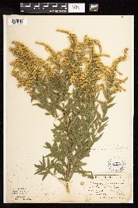Solidago altissima image
