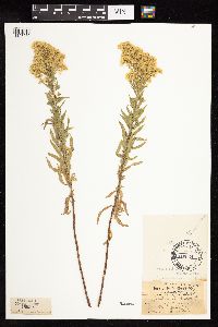 Solidago altissima image