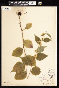 Solidago flexicaulis image