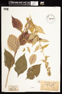 Solidago flexicaulis image