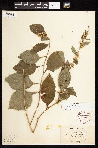 Solidago flexicaulis image