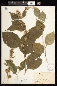 Solidago flexicaulis image