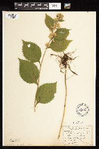 Solidago flexicaulis image