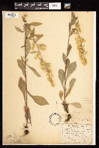 Solidago hispida image