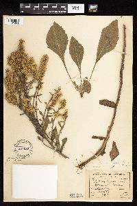 Solidago hispida image