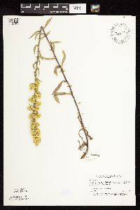Solidago hispida image