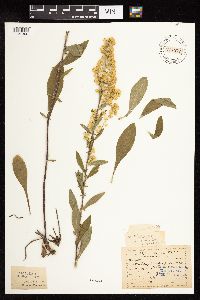 Solidago hispida image