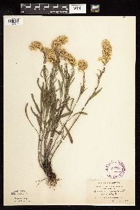 Solidago nemoralis subsp. decemflora image