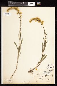 Solidago nemoralis subsp. decemflora image