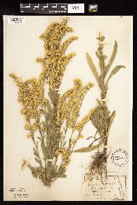 Solidago nemoralis subsp. decemflora image