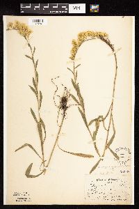 Solidago nemoralis subsp. decemflora image