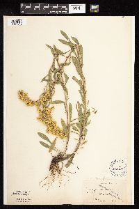 Solidago nemoralis subsp. decemflora image