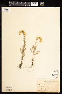 Solidago nemoralis subsp. decemflora image