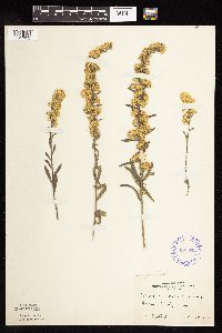 Solidago nemoralis subsp. decemflora image