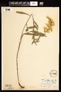 Solidago nemoralis subsp. nemoralis image