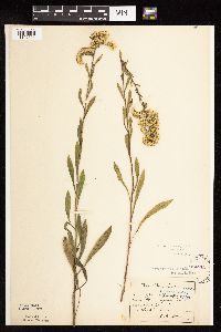Solidago nemoralis subsp. nemoralis image