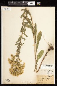 Solidago nemoralis subsp. nemoralis image