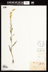 Solidago nemoralis subsp. nemoralis image