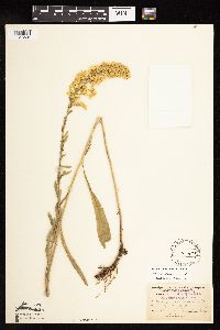 Solidago nemoralis subsp. nemoralis image