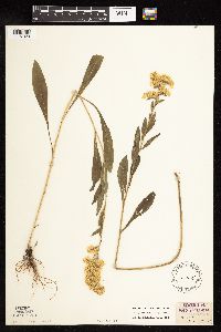 Solidago nemoralis subsp. nemoralis image