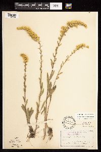 Solidago nemoralis subsp. nemoralis image