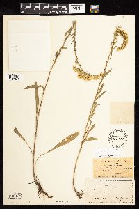 Solidago nemoralis subsp. nemoralis image
