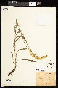 Solidago nemoralis subsp. nemoralis image
