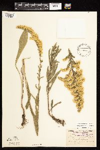 Solidago nemoralis subsp. nemoralis image