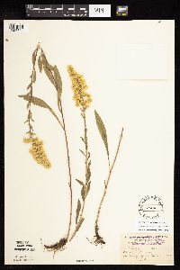 Solidago nemoralis subsp. nemoralis image