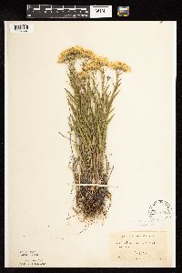 Solidago ptarmicoides image
